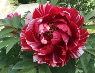 園木華堂牡丹 永沢寺 ぼたん園 - ちょこっと三田へ【一般社団法人三田市観光協会】