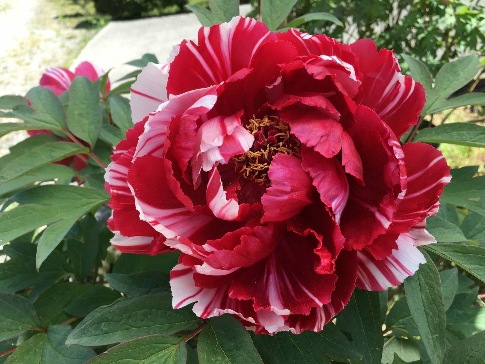 たんぽぽさん専用 ホテル道後やや | . 4月18日に道後商店街にオープンした「my botchan